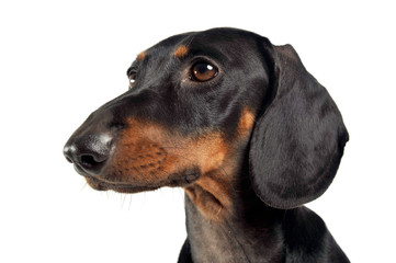 short hair dachshund portrait in a white studio