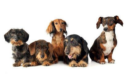 group ogf lovely dachshund relaxing in white studio