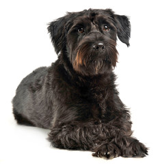 mixed breed wired hair dog looking  in white studio