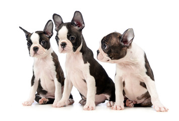 Three Puppy Boston terrier in a white photo studio