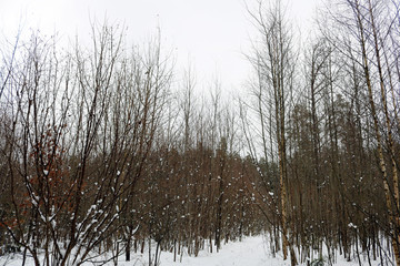 Wall Mural - winter forest