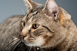 Fototapeta Koty - fat domestic cat in a photo studio