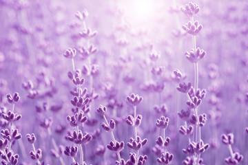 Canvas Print - field lavender morning
