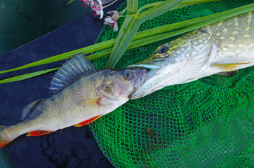 Pike and perch