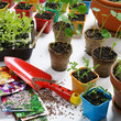 Seedling of flowers, vegetables and herbs