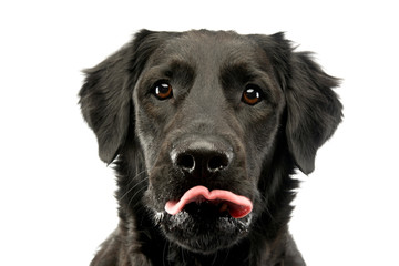 Wall Mural - Portrait of an adorable mixed breed dog