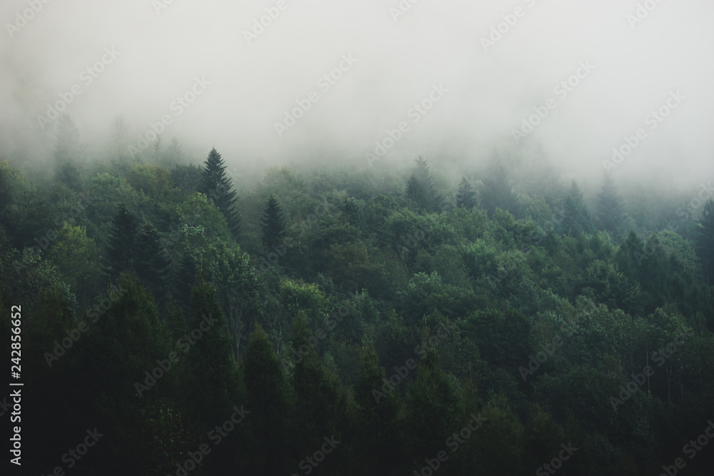 Mgła na zboczu góry - obrazy, fototapety, plakaty 