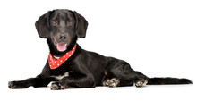 An Adorable Mixed Breed Dog With Red Polka Dot Scarf