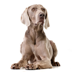 Wall Mural - Studio shot of an adorable Weimaraner