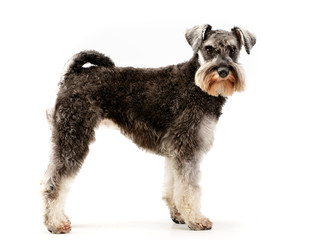 Wall Mural - Studio shot of an adorable miniature schnauzer