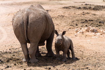 White Rhino mother with her baby in a private game reserve