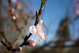 Fototapeta  - Gently pink peach tree flower on a blurry background of a garden and a blue spring sky.