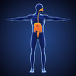 Human Digestive System Illustration