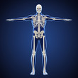 Human Skeletal System Illustration