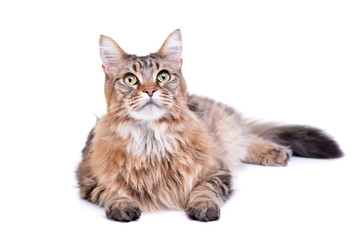 Naklejka na meble Studio shot of an adorable tabby cat