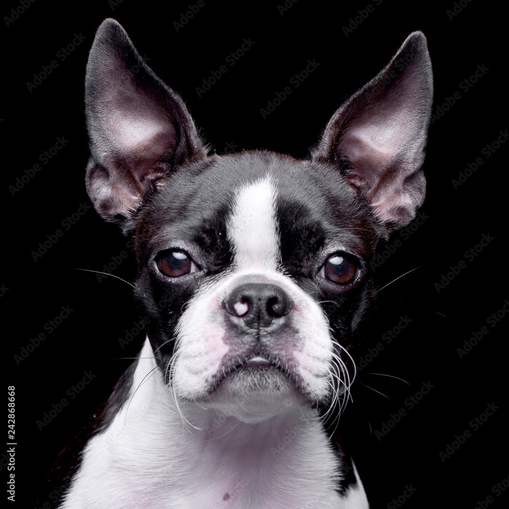 Portrait of an adorable Boston Terrier - obrazy, fototapety, plakaty 