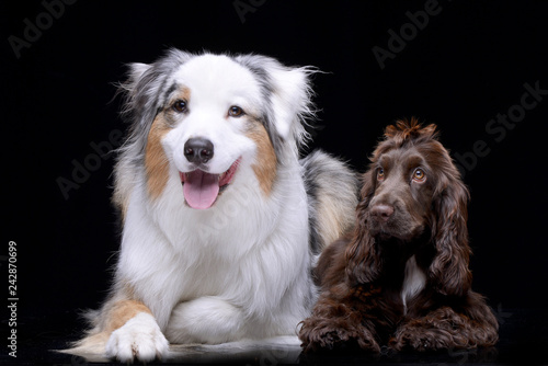australian shepherd spaniel