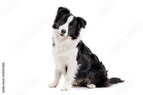 Fotografía Studio shot of an adorable Border Collie