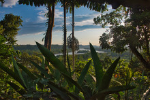 The Napo River Through Dense Tropical Vegetation