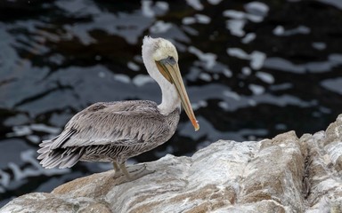 Wall Mural - Brown pelican on rock at Point Lobos State Preserve, Carmel, California