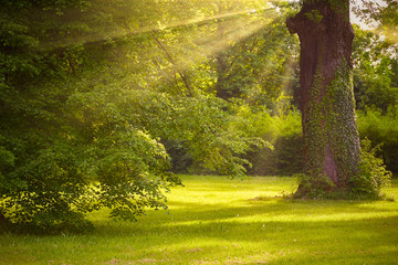 Wall Mural - Big oak tree trunk in the park with sunlight and sunbeam