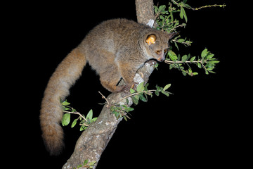 Wall Mural - nocturnal greater galago or bushbaby (otolemur crassicaudatus) in a tree, south africa.