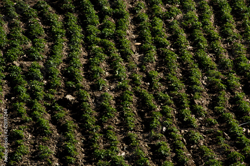 Fotografie, Obraz Potato crop from above in latin america with geometric lines