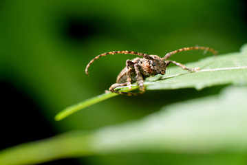 insect macro