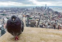 Pigeon At The Roof Of The Empire State Building, New York City, United States