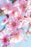 Fototapeta Kwiaty - blooming peaches pink flowers macro
