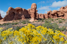 Canyon Rocks In National Park With Yellow Flowers In The Foreground