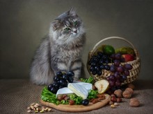 Camembert Cheese Still Life And Curious Gray Kitty