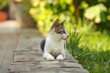 Canvas Print - Small stray cat laying on brick pavement curb, park behind her.