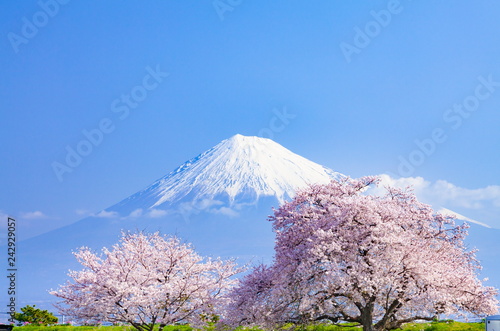 Plakat Fudżi  gora-fuji-i-kwiaty-wisni-w-pelnym-rozkwicie-na-nabrzezu-karigane-miasto-fuji-prefektura-shizuoka