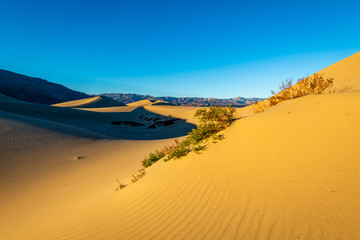 Wall Mural - Sunrise over the Mesquite Flat Sand Dunes