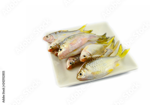 Valokuva small fish isolated / siamese mud carp fish isolated on white - yellow tail fish