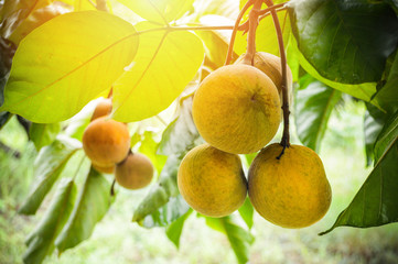 Wall Mural - santol fruits on tree / green raw of santol tropical fruit on the tree in the garden fruit