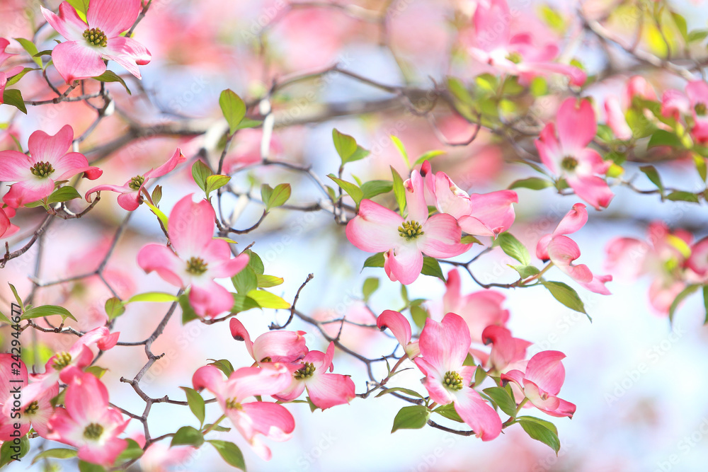 Poster 花水木 ピンクの花 Nikkel Art Poster 花水木 ピンクの花 Nikkel Art