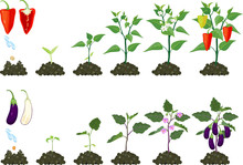 Set Of Life Cycles Of Agricultural Plants. Growth Stages Of Pepper Plant And Eggplant