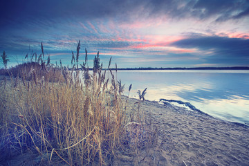 Canvas Print - Strand mit Schilf im Winter