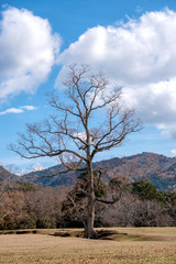 Wall Mural - Landscape image of a single dead trunk tree in a field with blue sky background