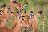 Fototapeta Sawanna - Impala in Tarangire National Park Tanzania