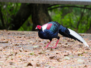 Wall Mural - Swinhoe's pheasant, Lophura swinhoii