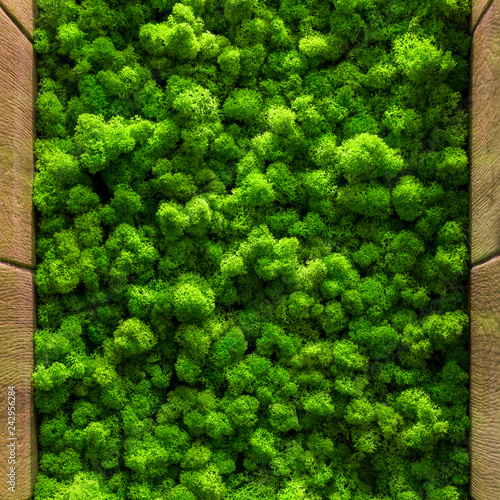 Green Moss Background Texture Close Up Top View Interior
