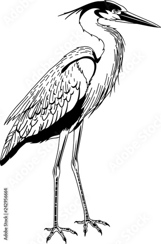 Fotografía Great Blue Heron Vector Illustration
