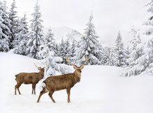 Winter Landscape With Sika Deers ( Cervus Nippon, Spotted Deer ) Walking In The Snow In Fir Forest And Glade