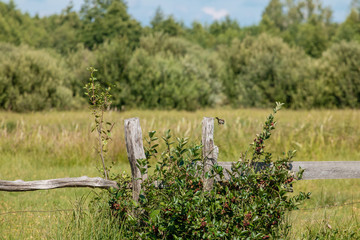 Wall Mural - Field and bird
