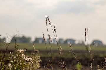 Wall Mural - Grass