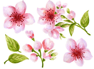  Watercolor botanical illustration of Chinese flower elements Pink flowers collection with leaves and blossom hand paint