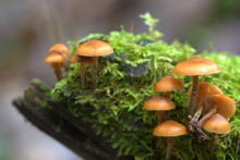 Funeral Bell,  Galerina Marginata, A Deadly Poisonous Wild Mushroom